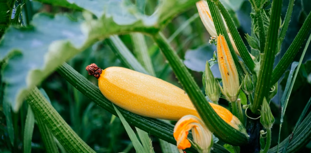 Yellow Squash