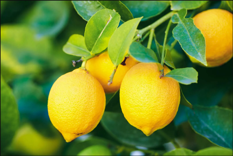 Lemon bush vs Lemon tree