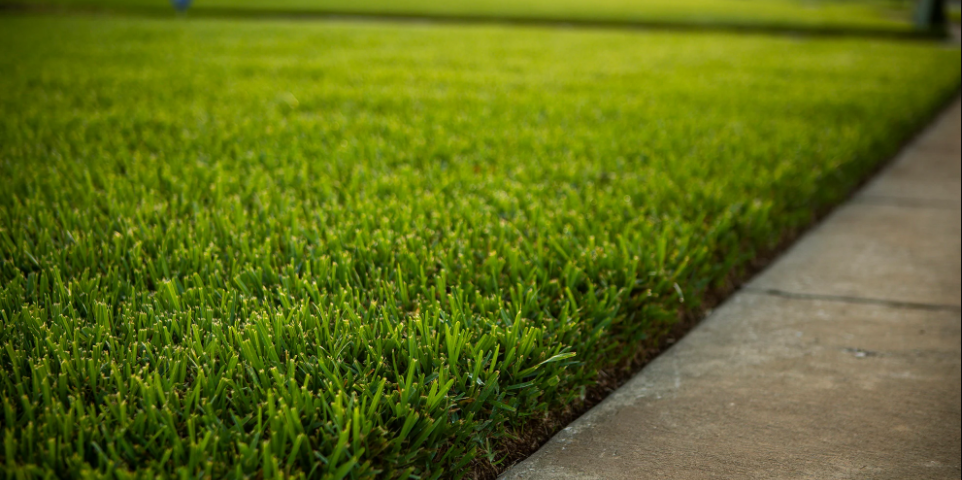 Florida grass that cant be planted by seed