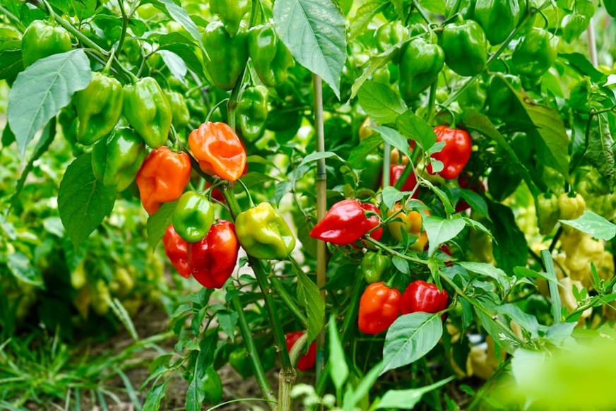 How long for habanero peppers to ripen
