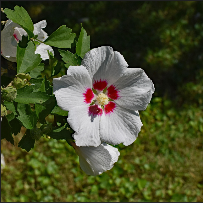 Will vinegar kill rose of sharon