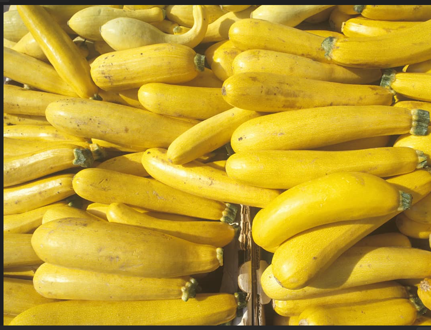 Storing Yellow Squash