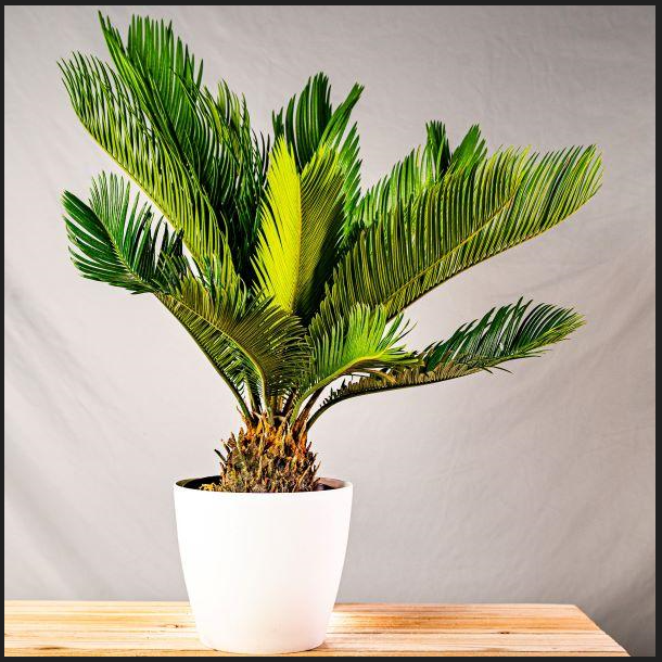 When do sago palms grow new leaves