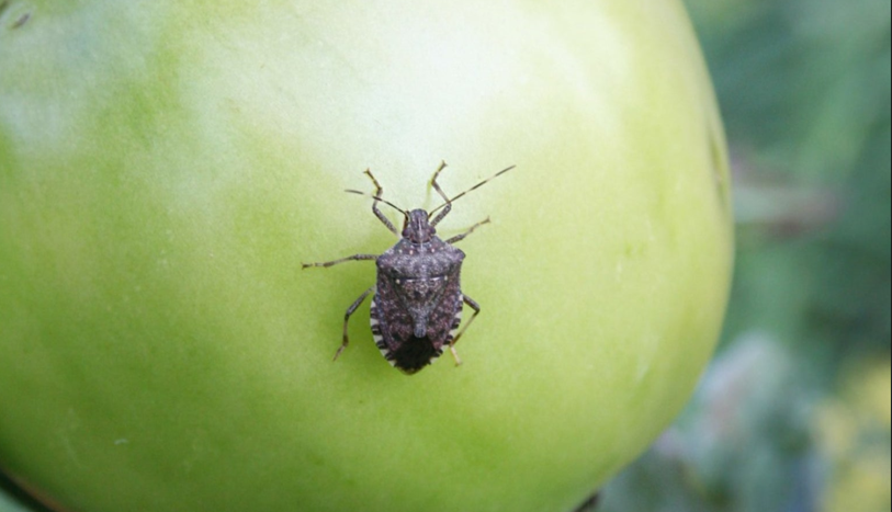 How to get rid of stink bugs on tomatoes
