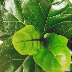 Fiddle Leaf Fig Leaves