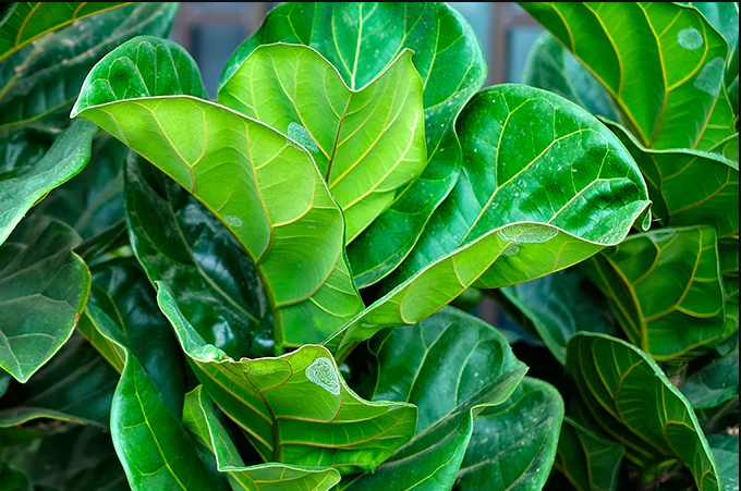 Fiddle leaf fig leaves pointing upwards