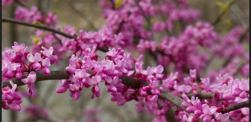 How to propagate eastern redbud trees
