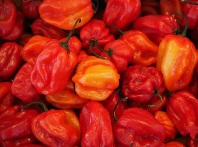 habanero peppers