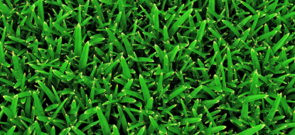 St. Augustine grass