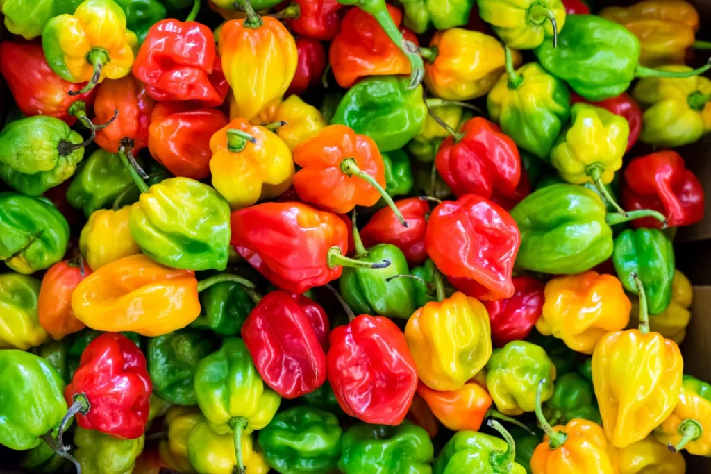 Habanero Peppers to Ripen