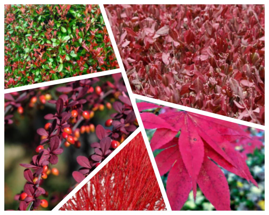 Types of Evergreen Shrubs with Red Leaves