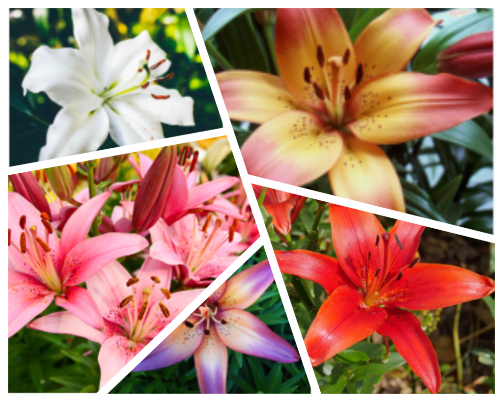 What Color Is a Lily Flower
