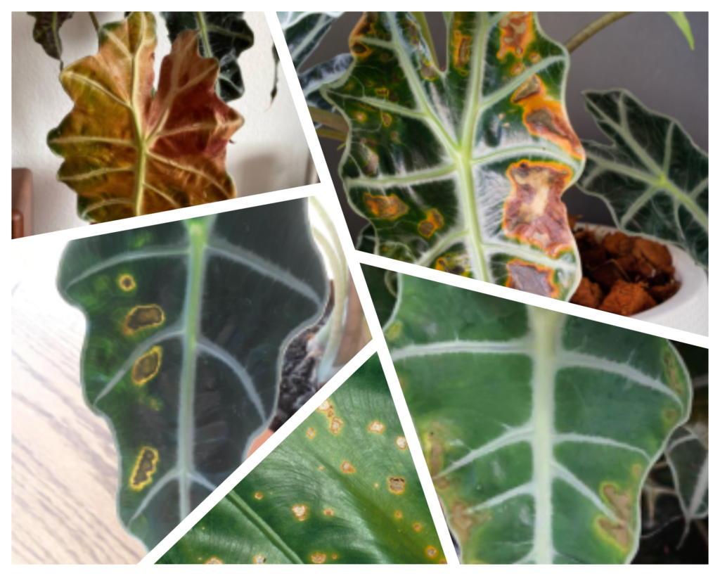 Brown spots on Alocasia leaves