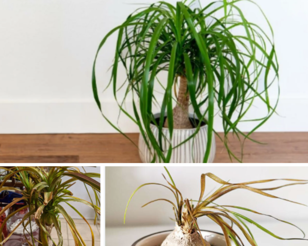 Why is my ponytail palm turning brown