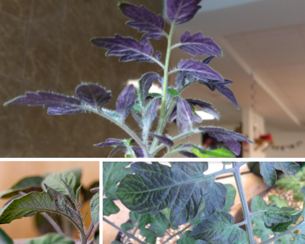 Purple leaves on tomato plants