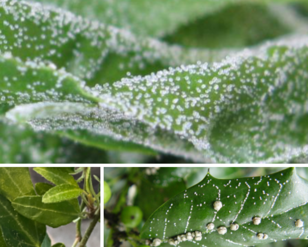 Tiny white specks on plants pictures