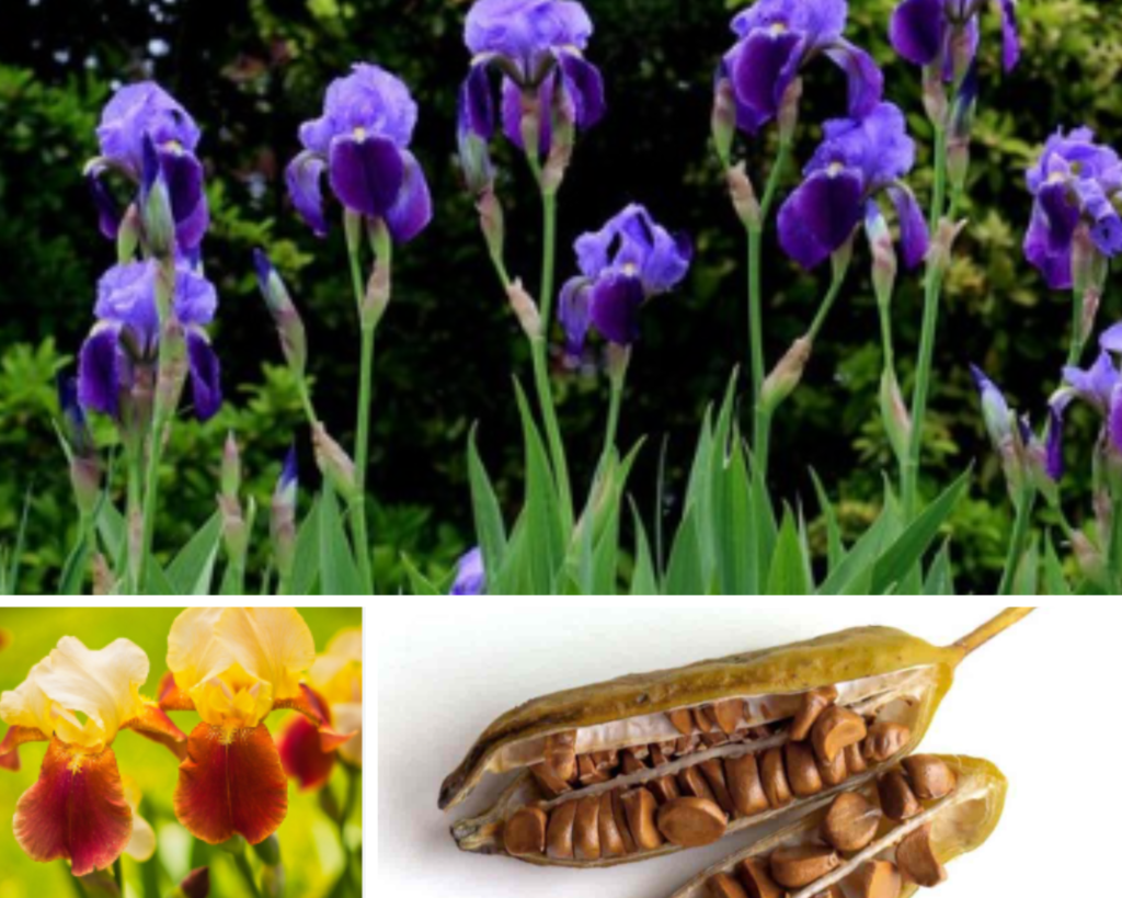 Iris Seeds