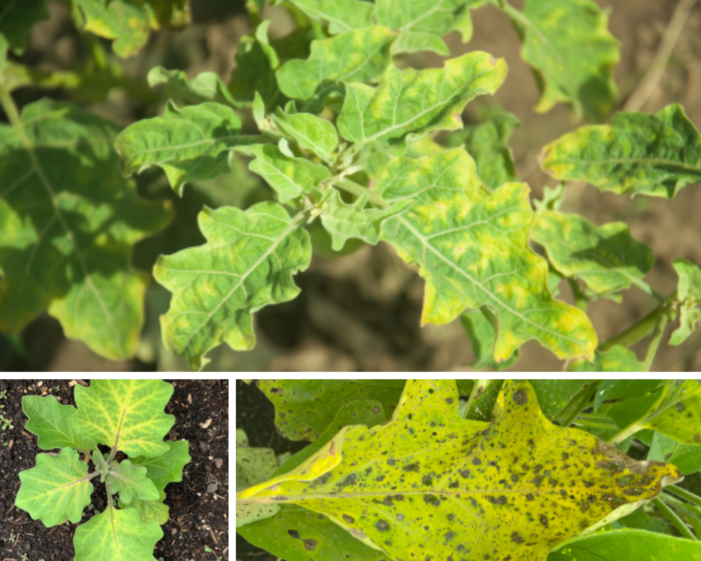 Why are my eggplant leaves turning yellow