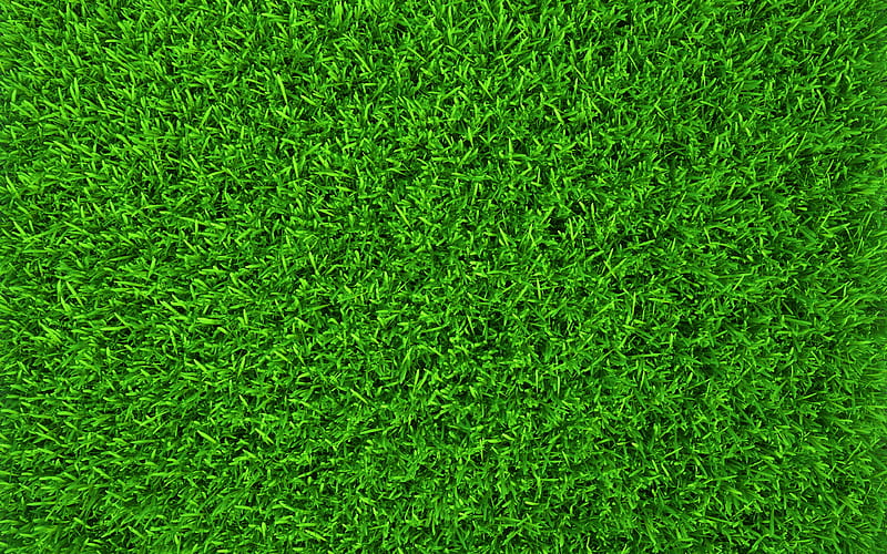Easiest grass to grow in Florida