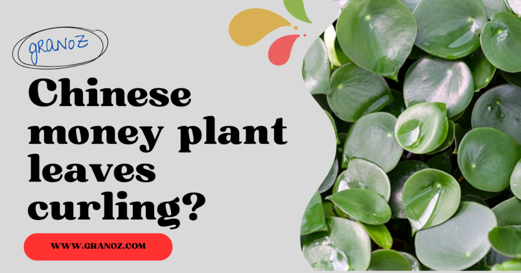 Chinese money plant leaves curling?