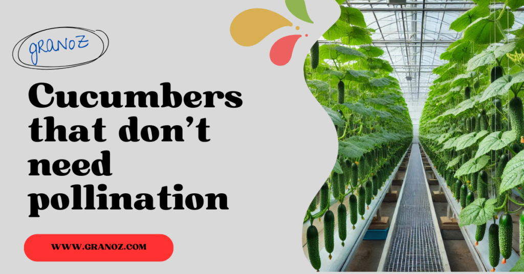 Cucumbers that don't need pollination