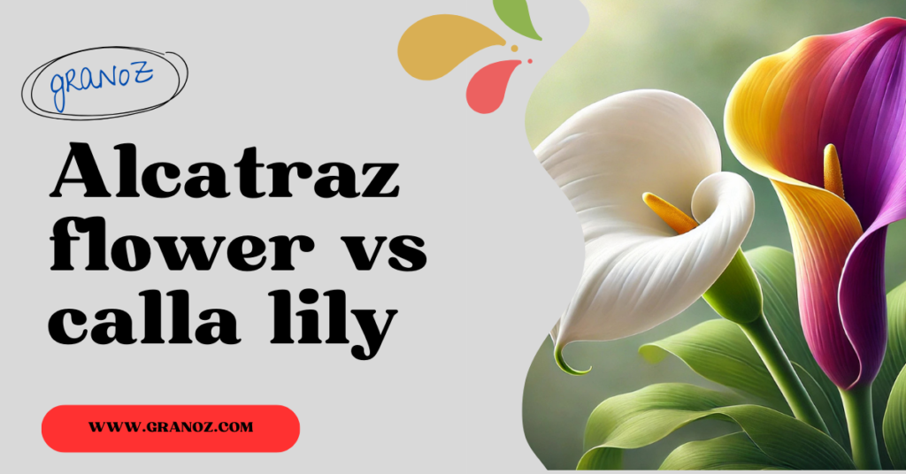 Alcatraz flower vs calla lily : Key Differences & Growing Guide