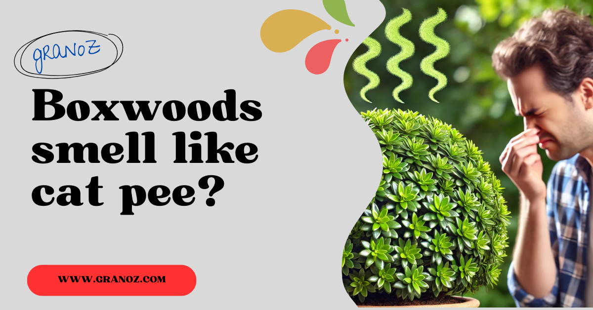 Boxwoods smell like cat pee