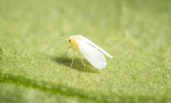 Whiteflies