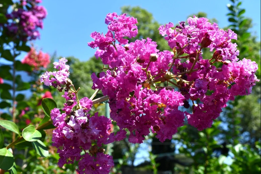 Crape myrtle Velma's royal delight