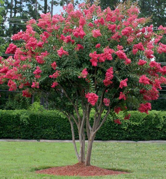 Crape Myrtle