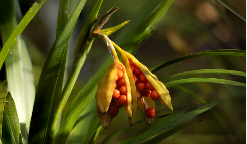 How to plant iris seeds