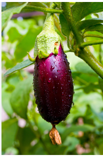 eggplant tree