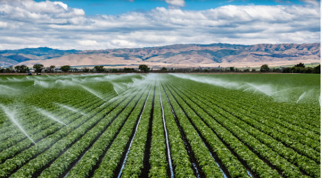 drip irrigation