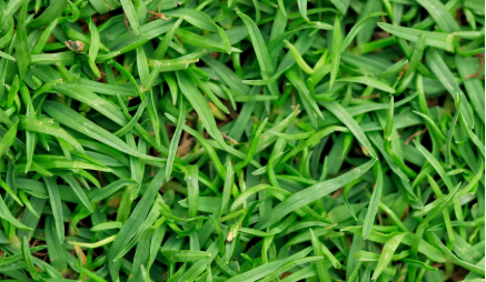 Bermudagrass