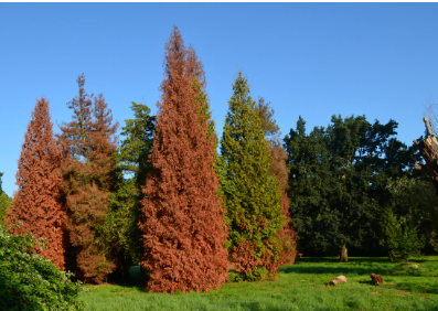 Thuja Green Giant turns brown