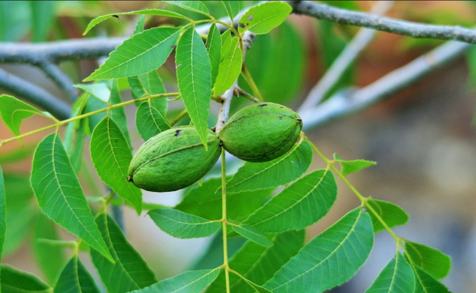 Leaves of a pecan tree