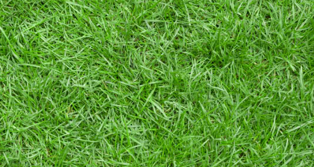 Zoysiagrass