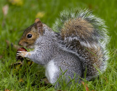 Squirrel