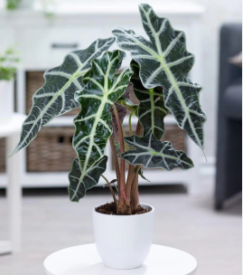 Alocasia Plants