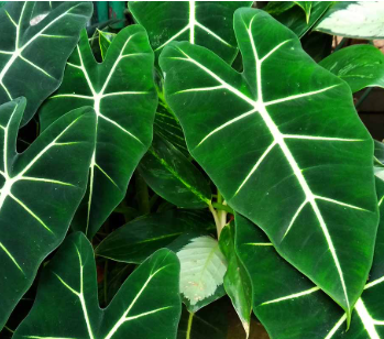 Alocasia Plants