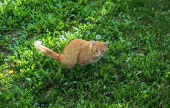 cat pee