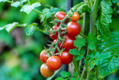 Tomato Plant