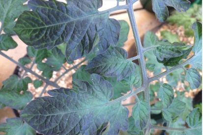 Purple Leaves