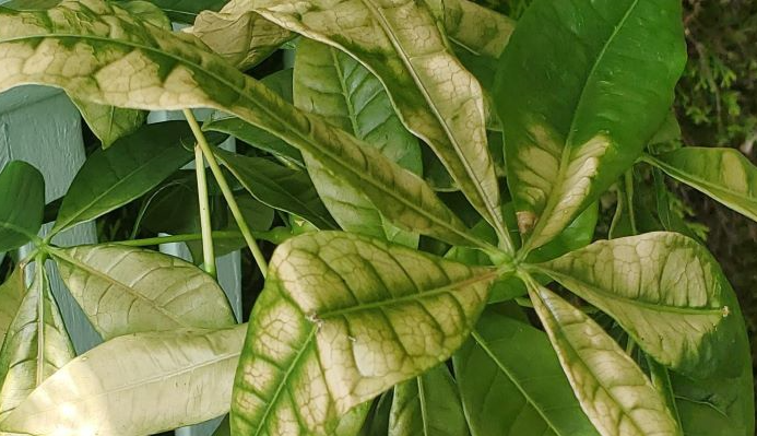 My money tree is turning brown