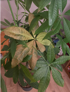 money tree's Browning Leaves
