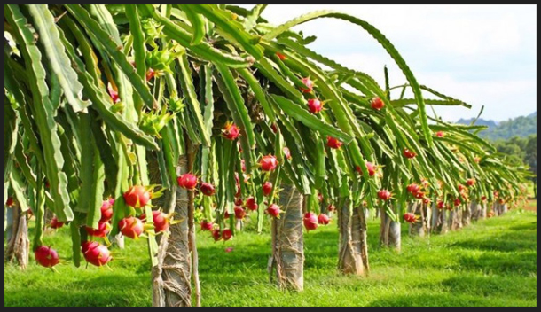 When is dragon fruit season