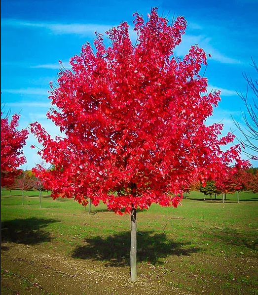 30 gallon red maple tree