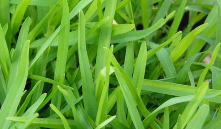 St. Augustinegrass