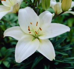White Lilies
