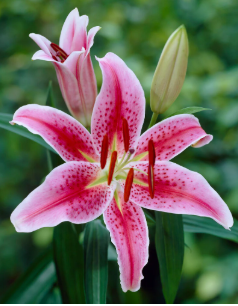 Pink Lilies